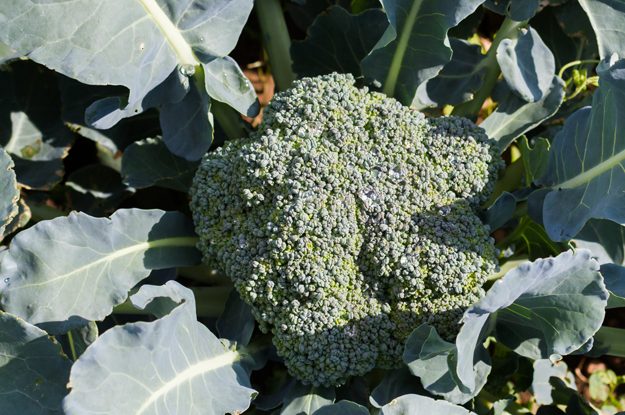BROCCOLI SICILIANI IN AGRICOLTURA BIOLOGICA: LE VARIETÀ LOCALI SUPERANO GLI IBRIDI PER RESA E SOSTENIBILITÀ