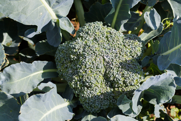 BROCCOLI SICILIANI IN AGRICOLTURA BIOLOGICA: LE VARIETÀ LOCALI SUPERANO GLI IBRIDI PER RESA E SOSTENIBILITÀ