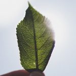 CONVERSAZIONI IN VERDE: QUATTRO INCONTRI PER SCOPRIRE IL BIOLOGICO TRA NATURA E SOSTENIBILITÀ