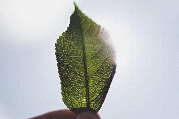 CONVERSAZIONI IN VERDE: QUATTRO INCONTRI PER SCOPRIRE IL BIOLOGICO TRA NATURA E SOSTENIBILITÀ