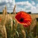 GRANO BIOLOGICO PIÙ SICURO? UNO STUDIO DIMOSTRA MENO TOSSINE DA MUFFA RISPETTO AL CONVENZIONALE