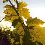 PROPOSTE UE 2025 PER IL SETTORE VITIVINICOLO: NUOVE REGOLE SU SOSTENIBILITÀ, DEALCOLATI ED ENOTURISMO