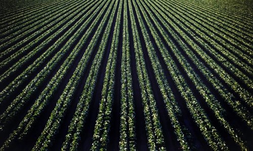 AGRICOLTURA RIGENERATIVA E RISCHIO GREENWASHING