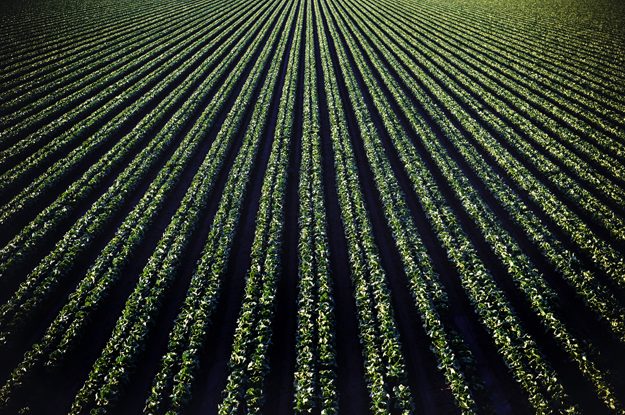 AGRICOLTURA RIGENERATIVA E RISCHIO GREENWASHING
