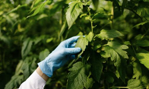 IL BIOLOGICO E’ IL MODO MIGLIORE PER EVITARE RESIDUI DI FITOFARMACI