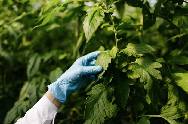 IL BIOLOGICO E’ IL MODO MIGLIORE PER EVITARE RESIDUI DI FITOFARMACI