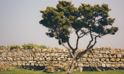 AVVIATO UN PROGETTO PER SOSTENERE GLI OLIVICOLTORI PALESTINESI