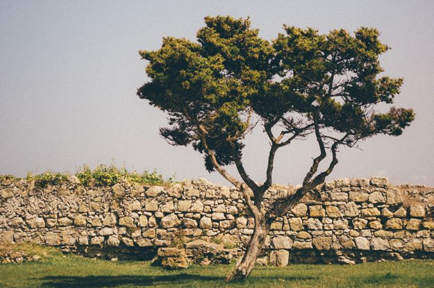 AVVIATO UN PROGETTO PER SOSTENERE GLI OLIVICOLTORI PALESTINESI