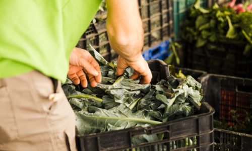 BIO, CRESCONO SAU. NUMERO DI OPERATORI E PESO SUL TOTALE DELLE SUPERFICI