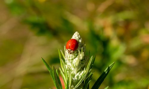 L’AGENZIA EUROPEA DELL’AMBIENTE CHIEDE INTERVENTI STRATEGICI E MIRATI A FAVORE DELLA PRODUZIONE BIOLOGICA