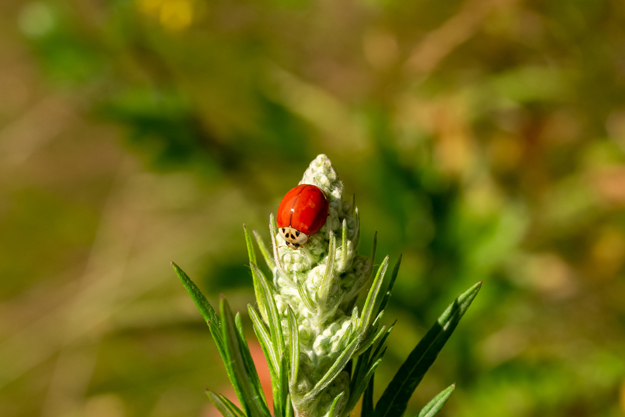L’AGENZIA EUROPEA DELL’AMBIENTE CHIEDE INTERVENTI STRATEGICI E MIRATI A FAVORE DELLA PRODUZIONE BIOLOGICA