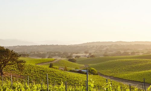 LA FRANCIA TAGLIA I RAMEICI, PREOCCUPAZIONI PER I VITICOLTORI BIO (E NON SOLO)