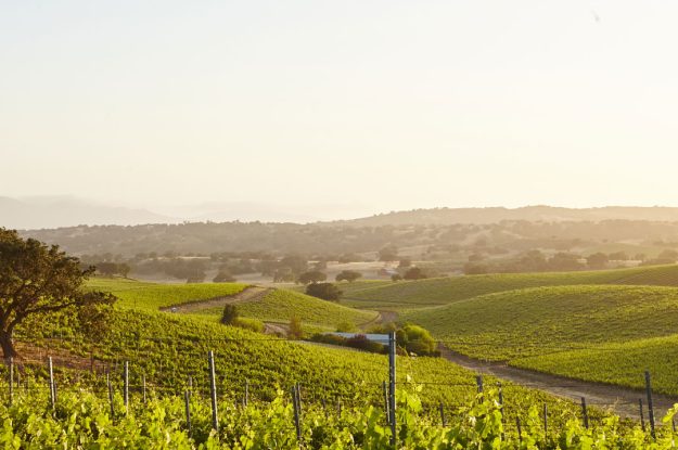 LA FRANCIA TAGLIA I RAMEICI, PREOCCUPAZIONI PER I VITICOLTORI BIO (E NON SOLO)