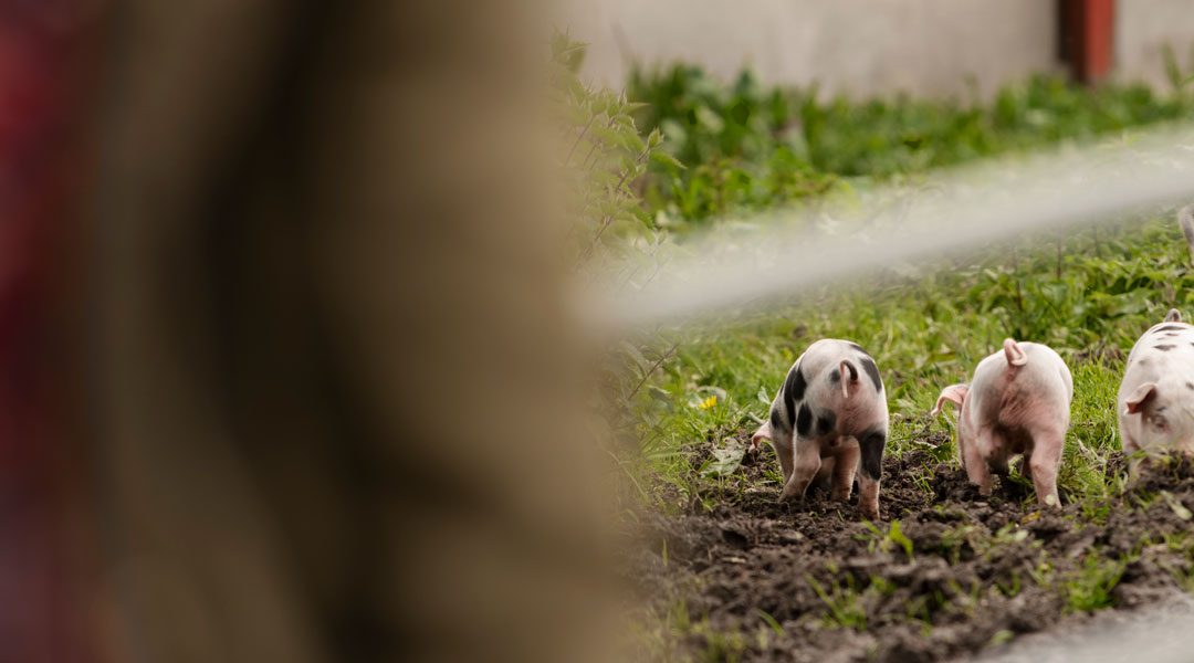 TUTTO QUEL CHE C’È DA SAPERE SULL’AGROECOLOGIA