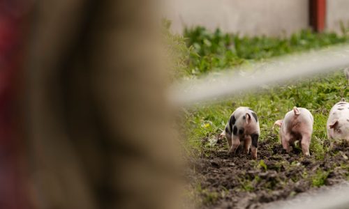 TUTTO QUEL CHE C’È DA SAPERE SULL’AGROECOLOGIA