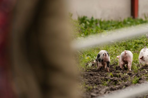 TUTTO QUEL CHE C’È DA SAPERE SULL’AGROECOLOGIA