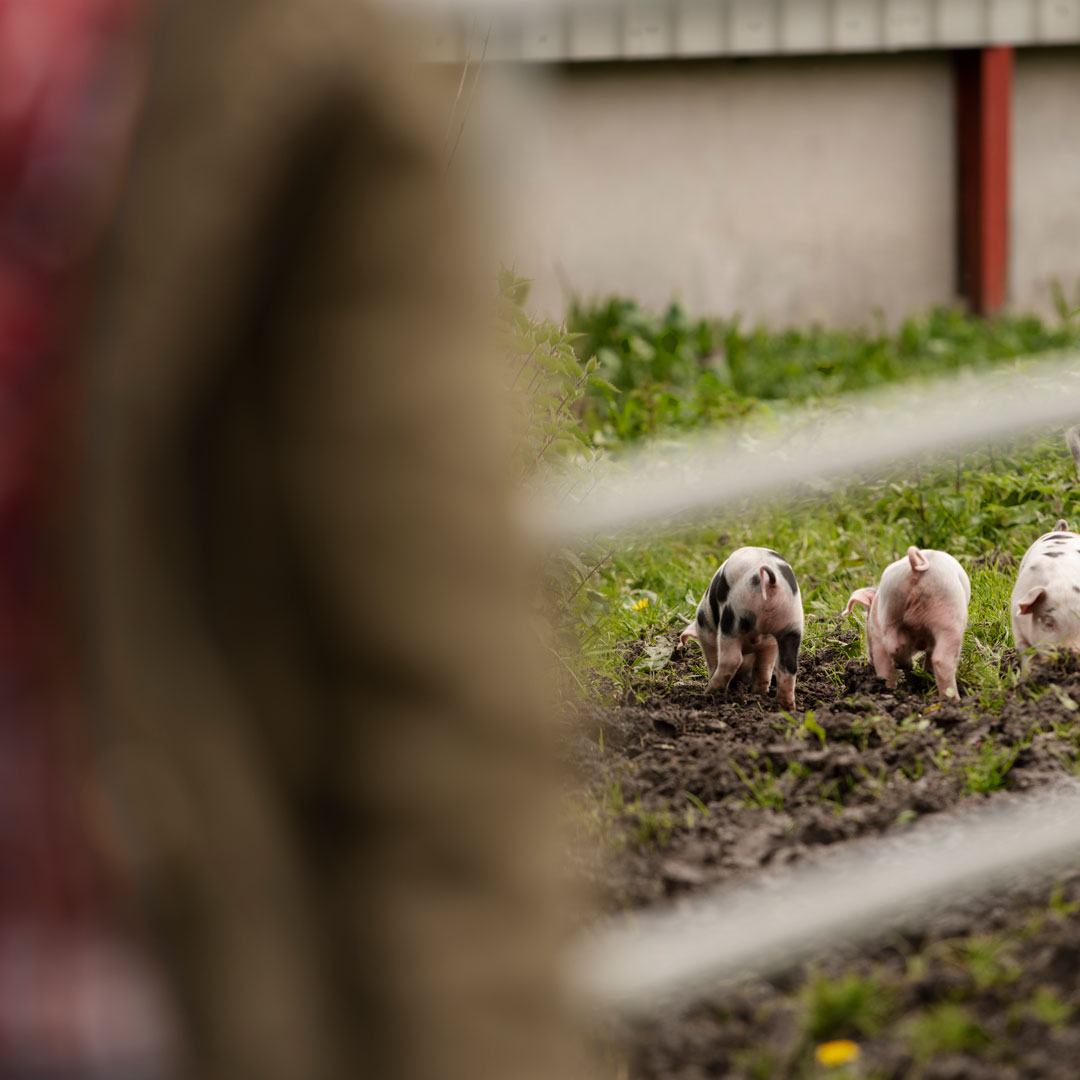 TUTTO QUEL CHE C’È DA SAPERE SULL’AGROECOLOGIA