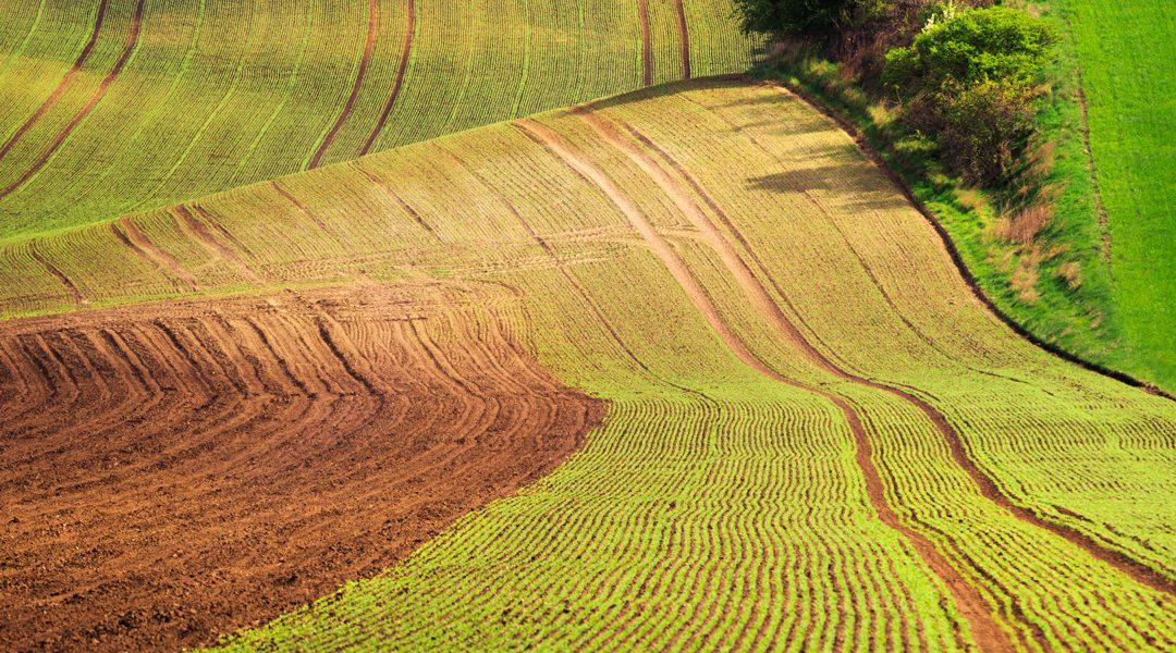 BIOLOGICO: NEL 2024 CONSUMI IN ALTO MA RALLENTA LA CRESCITA DELLE SUPERFICI COLTIVATE