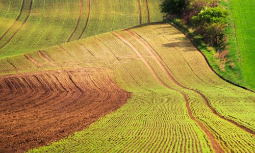 BIOLOGICO: NEL 2024 CONSUMI IN ALTO MA RALLENTA LA CRESCITA DELLE SUPERFICI COLTIVATE