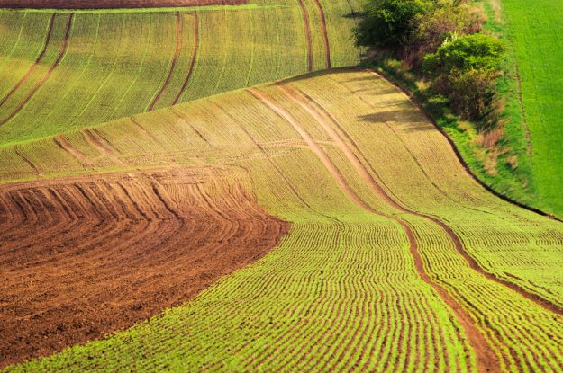 BIOLOGICO: NEL 2024 CONSUMI IN ALTO MA RALLENTA LA CRESCITA DELLE SUPERFICI COLTIVATE
