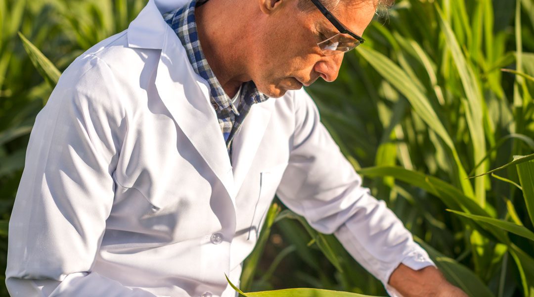 CORTE DI GIUSTIZIA: LECITI I DIVIETI NAZIONALI DI COLTIVAZIONE DI OGM