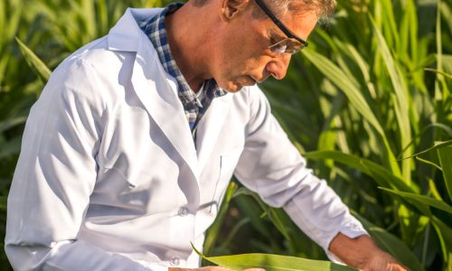 CORTE DI GIUSTIZIA: LECITI I DIVIETI NAZIONALI DI COLTIVAZIONE DI OGM