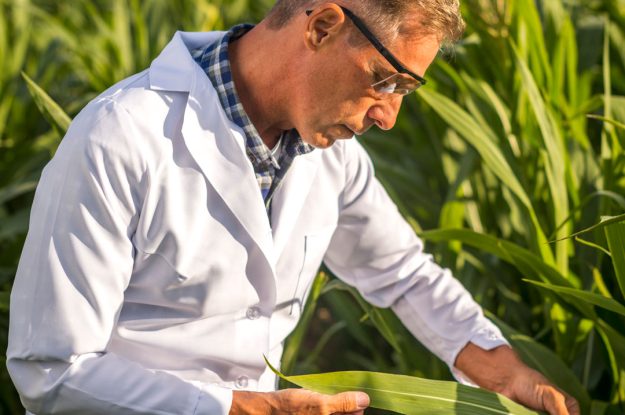 CORTE DI GIUSTIZIA: LECITI I DIVIETI NAZIONALI DI COLTIVAZIONE DI OGM