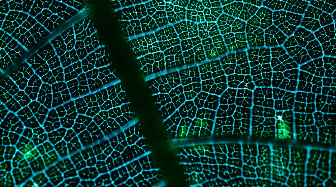 TUTTO QUELLO CHE AVRESTE VOLUTO SAPERE SULL’AGRICOLTURA BIOLOGICA