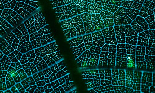 TUTTO QUELLO CHE AVRESTE VOLUTO SAPERE SULL’AGRICOLTURA BIOLOGICA