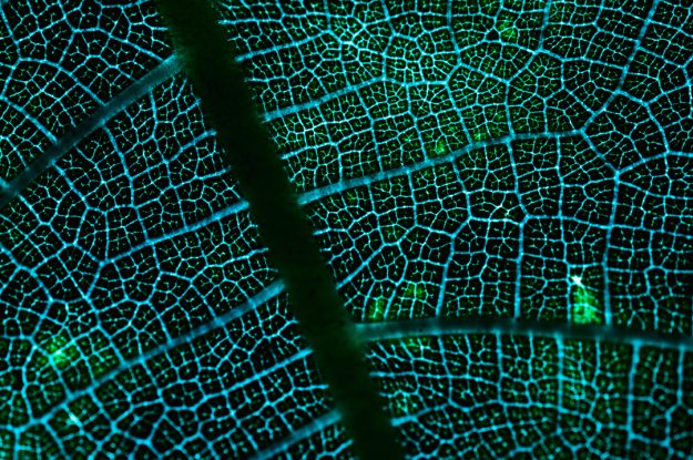 TUTTO QUELLO CHE AVRESTE VOLUTO SAPERE SULL’AGRICOLTURA BIOLOGICA