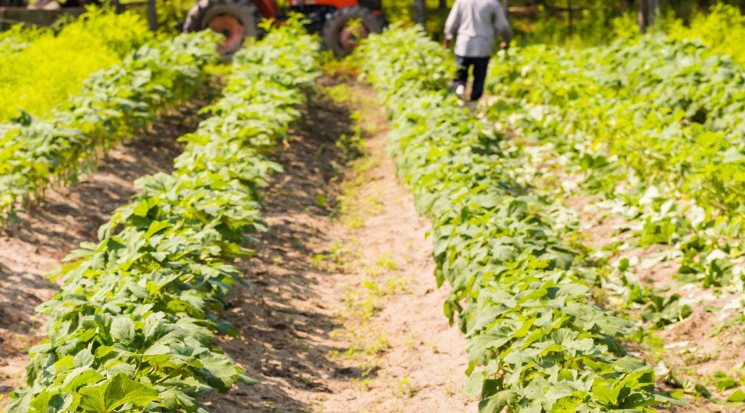 GERMANIA, CRESCE L’ORTICOLTURA BIOLOGICA