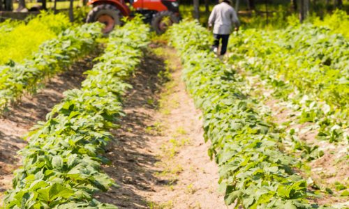 GERMANIA, CRESCE L’ORTICOLTURA BIOLOGICA