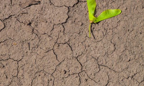 IL 60% DEI SUOLI EUROPEI È DEGRADATO