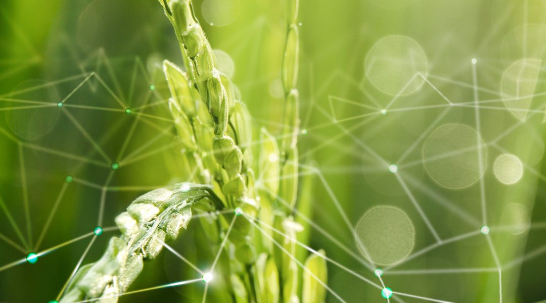 NUOVE TECNICHE GENOMICHE: IFOAM CHIAMA GLI OPERATORI ALL’AZIONE