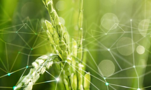 NUOVE TECNICHE GENOMICHE: IFOAM CHIAMA GLI OPERATORI ALL’AZIONE