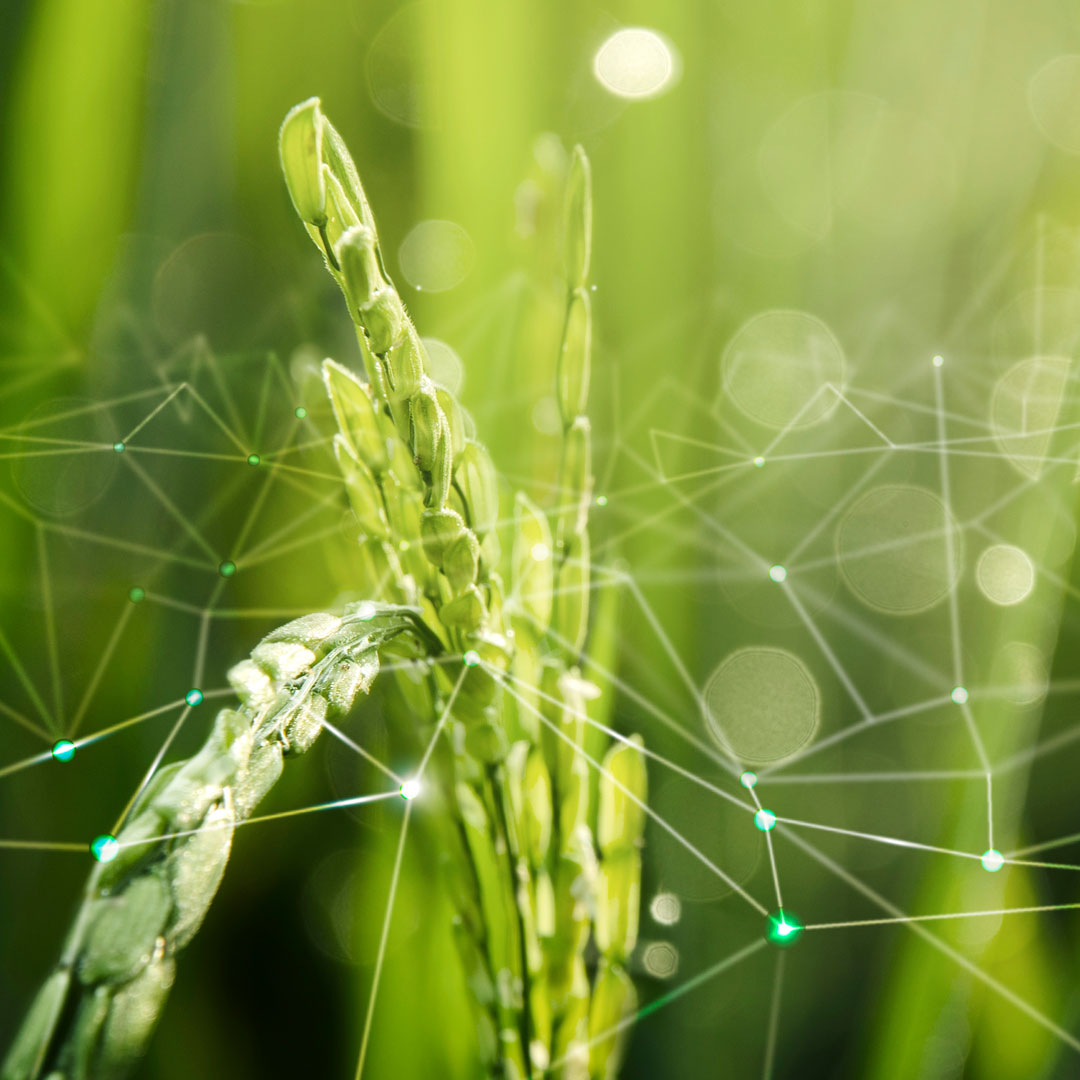 NUOVE TECNICHE GENOMICHE: IFOAM CHIAMA GLI OPERATORI ALL’AZIONE