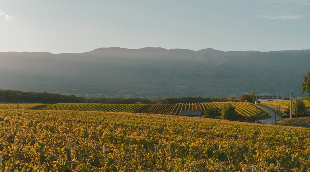 LE MARCHE BRINDANO BIO