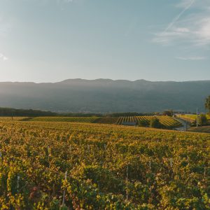 Vigneti biologici nelle Marche con filari coltivati a vino bio certificato