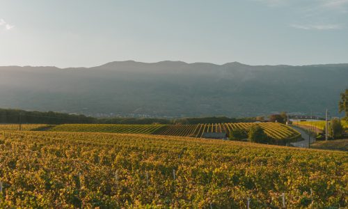 LE MARCHE BRINDANO BIO