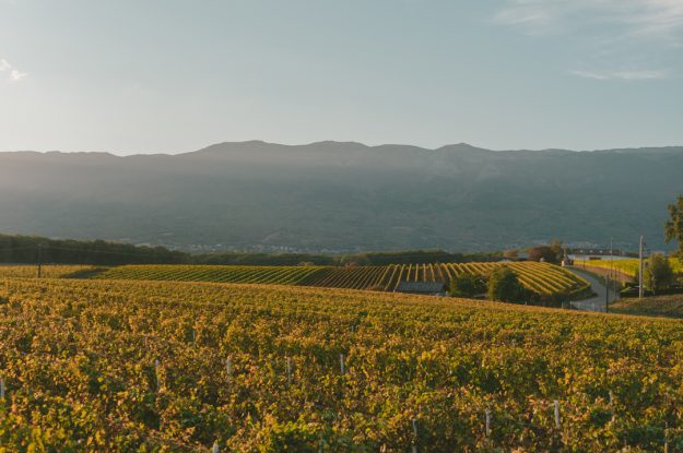 LE MARCHE BRINDANO BIO