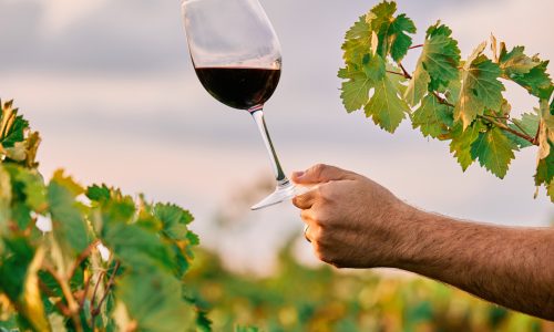 UNO STUDIO SUL MERCATO DEL VINO BIOLOGICO