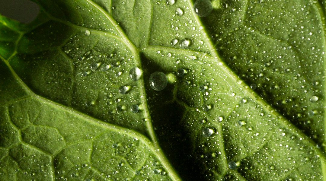 IL SOLE 24 ORE SUL BIO