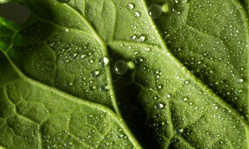 IL SOLE 24 ORE SUL BIO