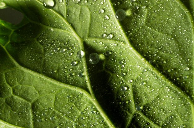 IL SOLE 24 ORE SUL BIO