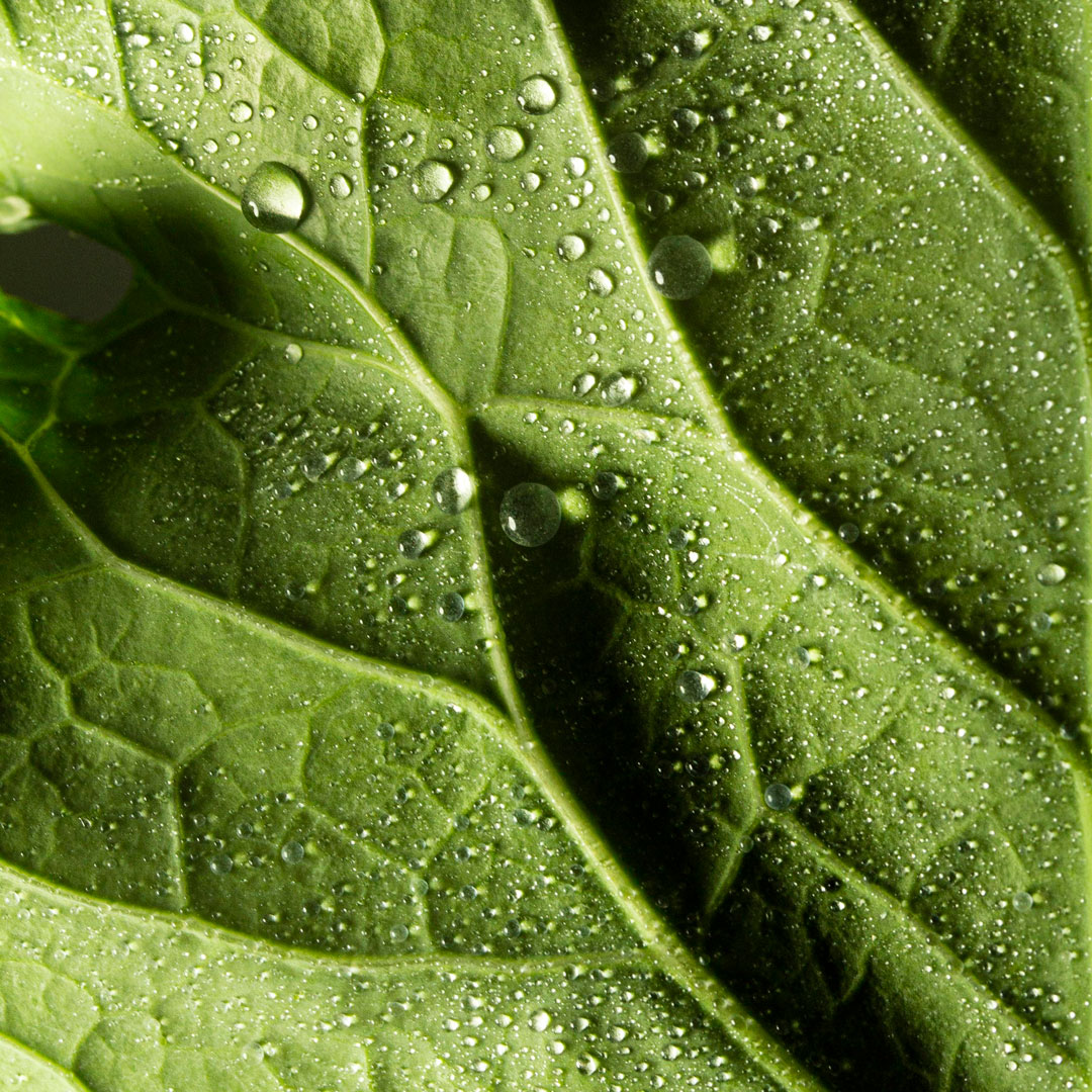 IL SOLE 24 ORE SUL BIO