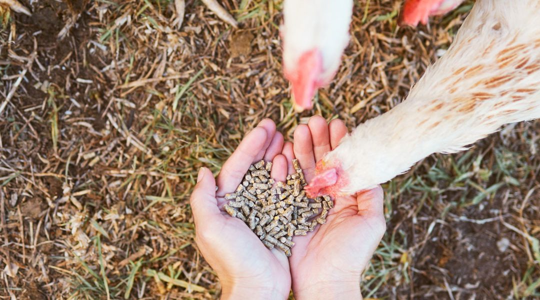 I BENEFICI DELL’AGRICOLTURA BIOLOGICA PER L’AMBIENTE E IL BENESSERE DEGLI ANIMALI NEI CLIMI TEMPERATI, UNA RASSEGNA SISTEMATICA