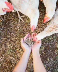 Campo coltivato con metodo biologico e animali al pascolo in un sistema agricolo sostenibile