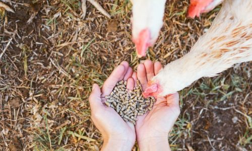 I BENEFICI DELL’AGRICOLTURA BIOLOGICA PER L’AMBIENTE E IL BENESSERE DEGLI ANIMALI NEI CLIMI TEMPERATI, UNA RASSEGNA SISTEMATICA