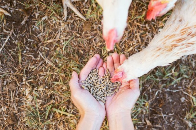 I BENEFICI DELL’AGRICOLTURA BIOLOGICA PER L’AMBIENTE E IL BENESSERE DEGLI ANIMALI NEI CLIMI TEMPERATI, UNA RASSEGNA SISTEMATICA