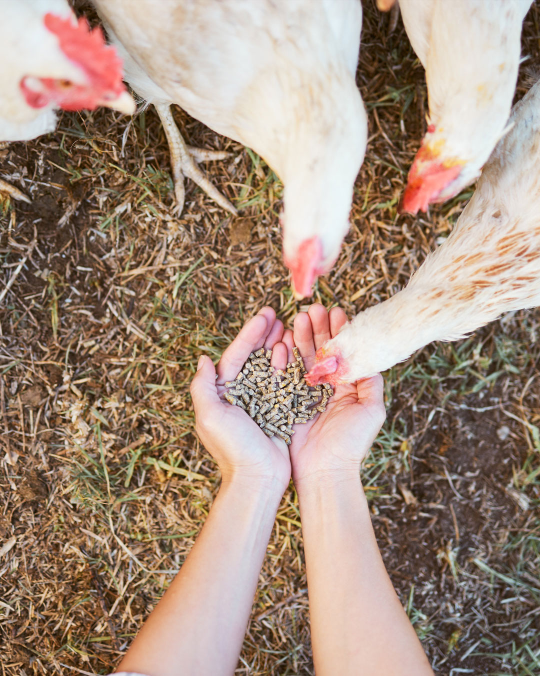 Campo coltivato con metodo biologico e animali al pascolo in un sistema agricolo sostenibile